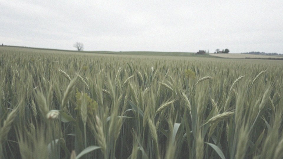 Jakie są skutki zachwaszczenia pszenicy ozimej dla plonów?