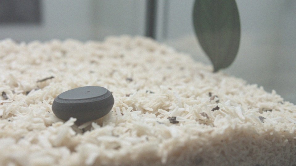 Jakie podłoże jest najlepsze dla węża zbożowego w terrarium?