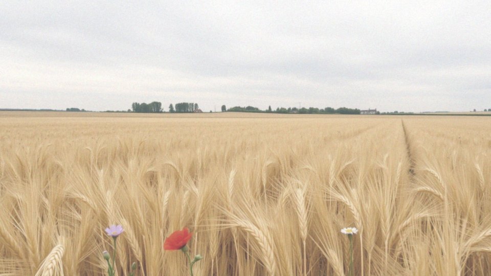 Co to oznacza, że Zielone Świątki są świętem ruchomym?