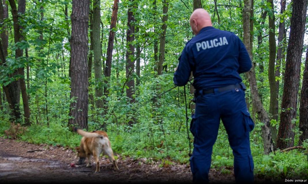 Dwaj bracia zatrzymani za uprawę marihuany w Jaworze